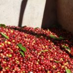 Peruvian Penachi Coffee