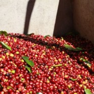 Peruvian Penachi Coffee