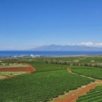 Hawaiian Maui