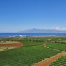 Hawaiian Maui