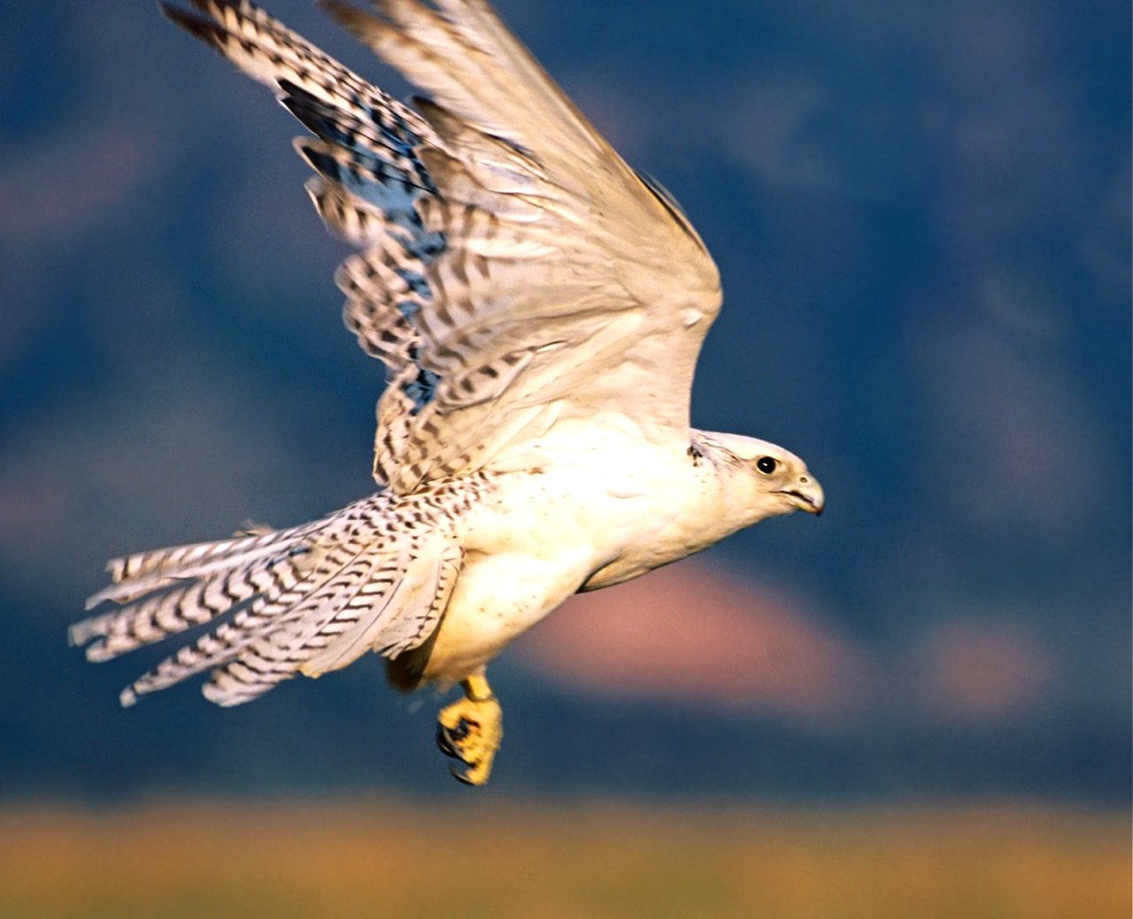 Sulawesi Toraja White Eagle